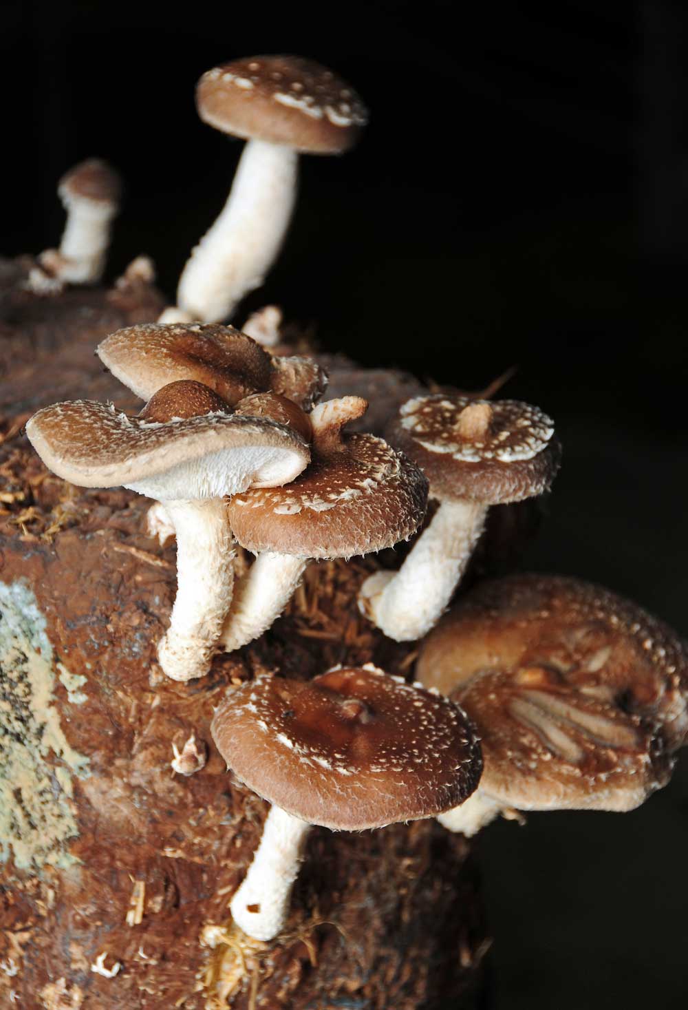 Seta Shiitake